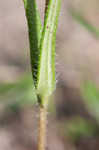 Variableleaf sunflower